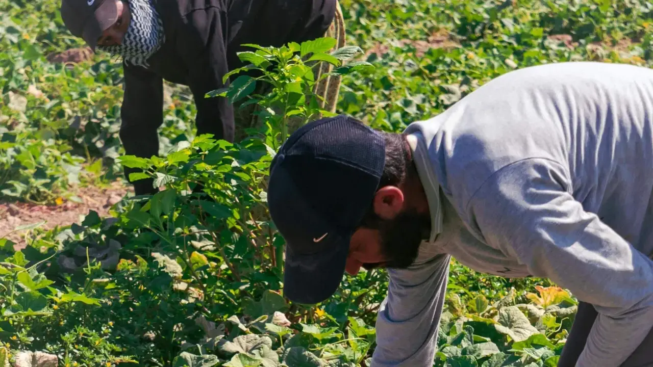 Twee arbeidsmigranten in Nederland buigen zich over een veld vol groen. Ze zijn druk bezig met oogsten, een essentieel onderdeel van de Nederlandse landbouw.