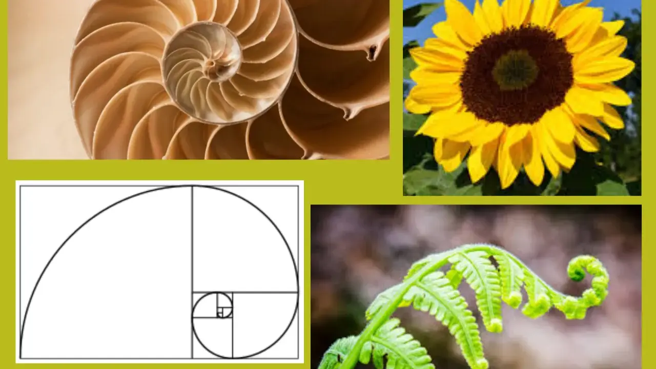 Nautilusschelp, zonnebloem, varenkrul en een grafische weergave van de fibonacci reeks.