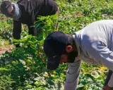 Twee arbeidsmigranten in Nederland buigen zich over een veld vol groen. Ze zijn druk bezig met oogsten, een essentieel onderdeel van de Nederlandse landbouw.