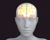 Glowende hersenen in een doorzichtige hoofd, symbolisch voor cognitieve belasting.