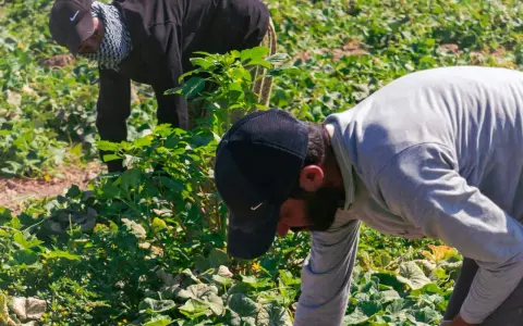 Twee arbeidsmigranten in Nederland buigen zich over een veld vol groen. Ze zijn druk bezig met oogsten, een essentieel onderdeel van de Nederlandse landbouw.