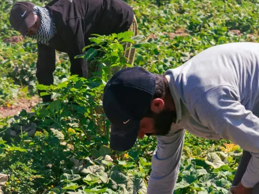 Twee arbeidsmigranten in Nederland buigen zich over een veld vol groen. Ze zijn druk bezig met oogsten, een essentieel onderdeel van de Nederlandse landbouw.