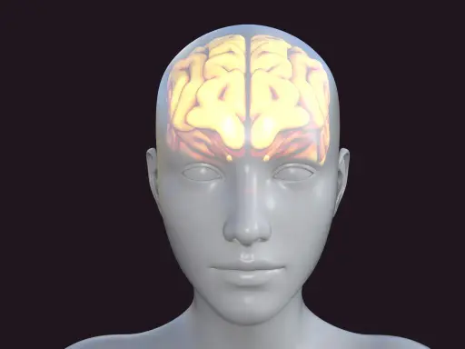 Glowende hersenen in een doorzichtige hoofd, symbolisch voor cognitieve belasting.