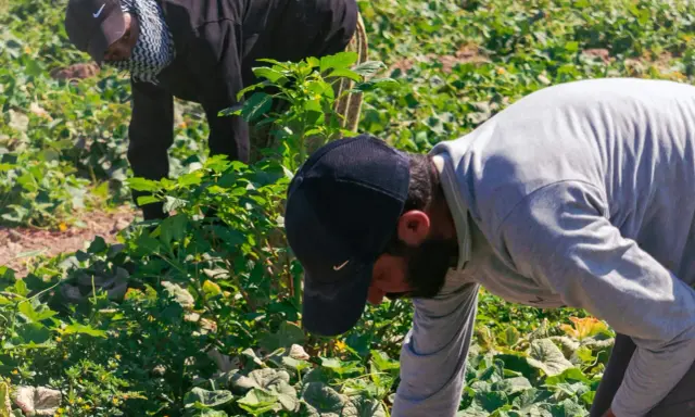 Twee arbeidsmigranten in Nederland buigen zich over een veld vol groen. Ze zijn druk bezig met oogsten, een essentieel onderdeel van de Nederlandse landbouw.