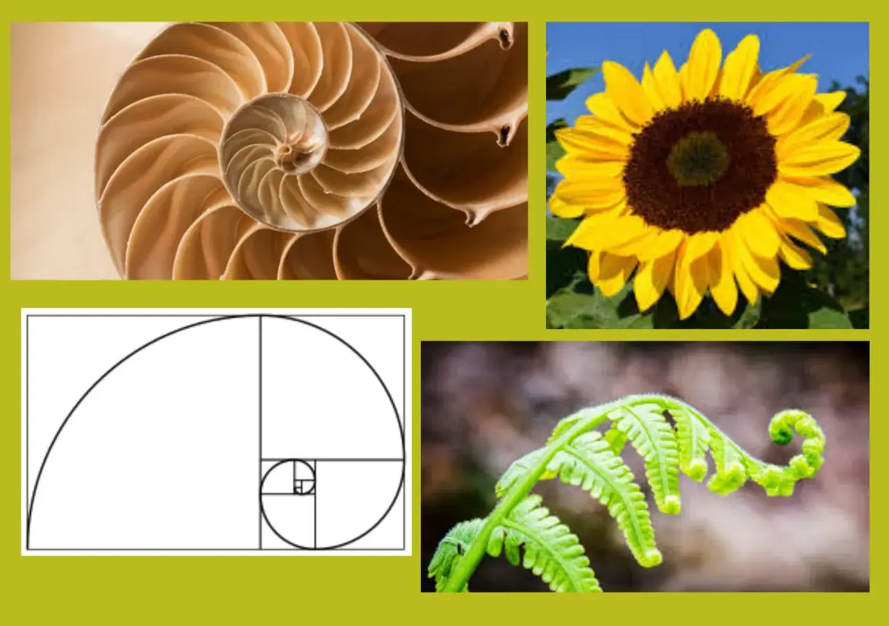 Nautilusschelp, zonnebloem, varenkrul en een grafische weergave van de fibonacci reeks.