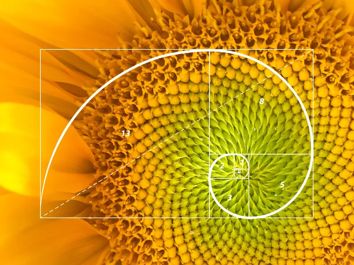 Zonnebloemzaadjes geordend volgens de fibonacci reeks, met een gouden spiraal die de natuurlijke groei volgt.